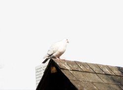 鸟飞上屋顶鸽子高清图片