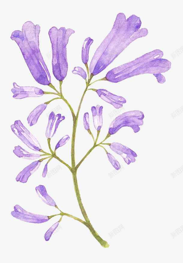 紫色手绘的花朵装饰png免抠素材_新图网 https://ixintu.com 手绘花朵 紫色花朵 紫花 花卉 花朵 花朵装饰