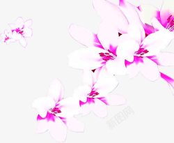 海报植物花朵效果白色素材