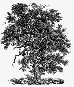 白描树木手绘树木高清图片