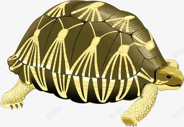 乌龟png免抠素材_新图网 https://ixintu.com 乌龟 创意 卡通 手绘 缩头乌龟