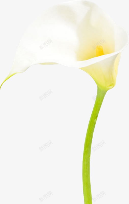 马蹄莲白色花朵装饰png免抠素材_新图网 https://ixintu.com 白色 花朵 装饰 马蹄莲