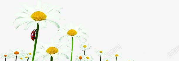 创意合成效果花卉植物太阳花png免抠素材_新图网 https://ixintu.com 创意 合成 太阳 效果 植物 花卉