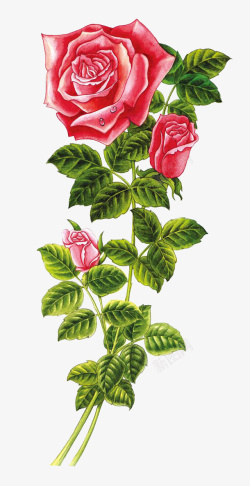 水彩红色蔷薇花图素材