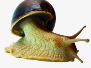出壳的蜗牛png免抠素材_新图网 https://ixintu.com 出壳 爬行 蜗牛