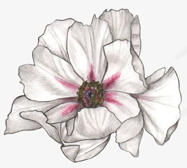 一朵花png免抠素材_新图网 https://ixintu.com 白色的花 花朵 鲜花