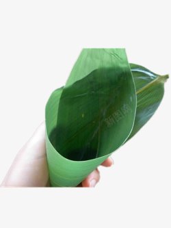 折成漏斗状的粽叶素材