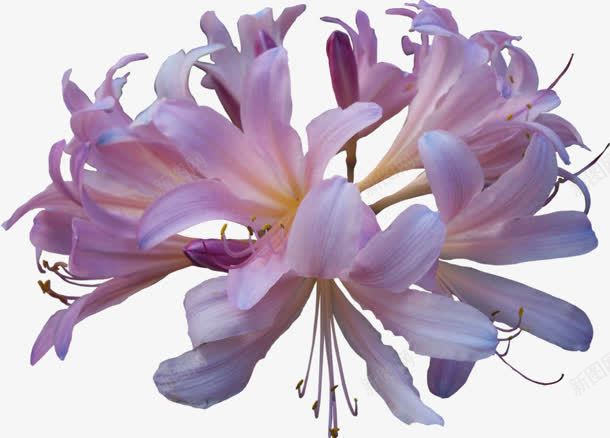 紫红色花朵花蕊装饰png免抠素材_新图网 https://ixintu.com 紫红色 花朵 花蕊 装饰