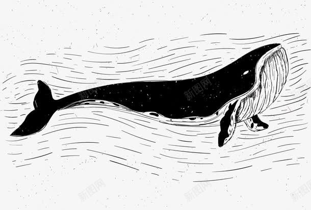 大白鲸近亲png免抠素材_新图网 https://ixintu.com 哺乳动物 大型动物 大白鲸 海洋动物 素描鲸鱼 近亲 鲸鱼