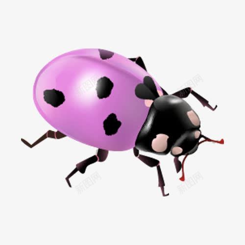 斑点甲壳虫png免抠素材_新图网 https://ixintu.com 实物 斑点 甲壳虫 紫色