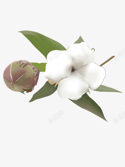 白色棉花png免抠素材_新图网 https://ixintu.com 棉花 植物 白色
