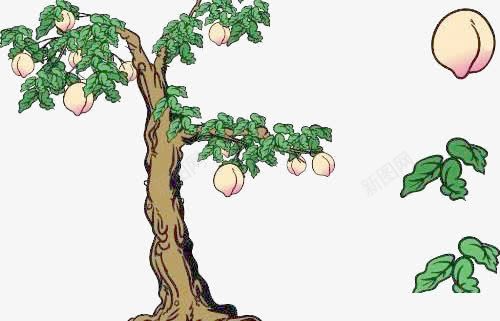 桃树png免抠素材_新图网 https://ixintu.com 仙桃 果树 树 桃树 绿色