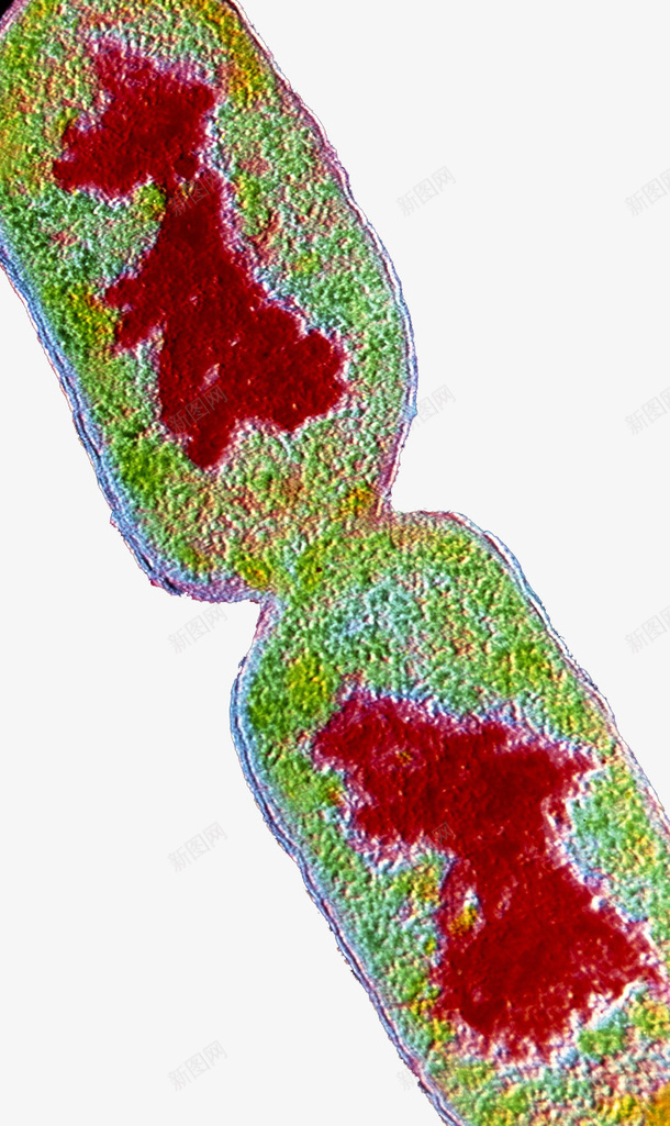 植物细胞染色体png免抠素材_新图网 https://ixintu.com 染色体 植物细胞 细胞分裂 细胞核