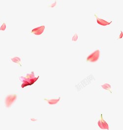 天真浪漫粉色玫瑰天真浪漫高清图片