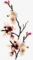 粉色可爱唯美花朵装饰png免抠素材_新图网 https://ixintu.com 可爱 粉色 花朵 装饰 设计