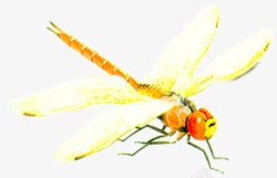 摄影飞舞的蜻蜓效果素材