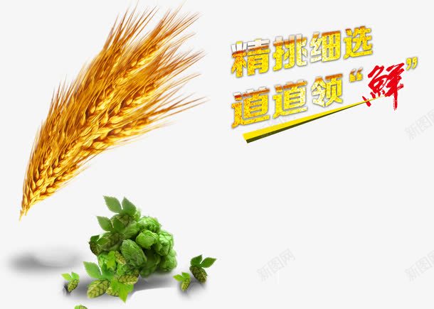 青麦大麦png免抠素材_新图网 https://ixintu.com 大麦 绿色 青麦 黄色