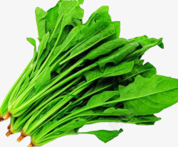 菠菜绿油油的蔬菜高清图片