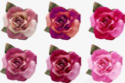 多款变化玫瑰花朵素材