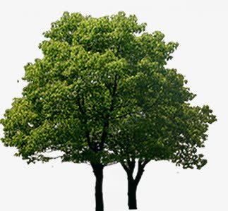 室外树木摄影png免抠素材_新图网 https://ixintu.com 室外 摄影 树木
