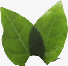 手绘绿色重合植物树叶png免抠素材_新图网 https://ixintu.com 树叶 植物 绿色 重合