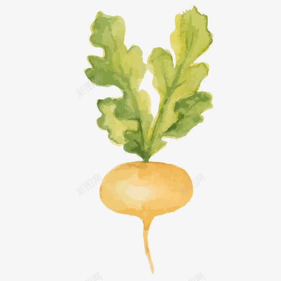 卡通白萝卜png免抠素材_新图网 https://ixintu.com 卡通图 手绘蔬菜 萝卜 蔬菜矢量图