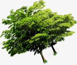 树木绿色地球海报素材