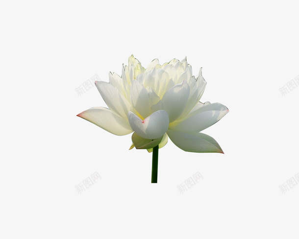 荷花png免抠素材_新图网 https://ixintu.com 复古 清新 荷花 莲花