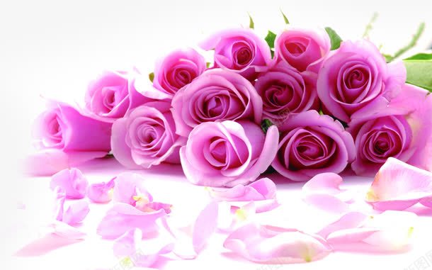 粉色玫瑰花花瓣装饰png免抠素材_新图网 https://ixintu.com 玫瑰花 粉色 花瓣 装饰