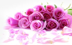 粉色玫瑰花花瓣装饰素材