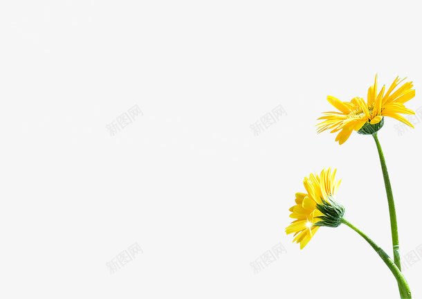 创意海报黄色花朵png免抠素材_新图网 https://ixintu.com 创意 海报 花朵 黄色