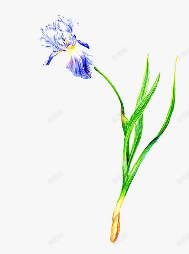 鸢尾花手绘png免抠素材_新图网 https://ixintu.com 手绘 植物 花 蓝色 鸢尾花