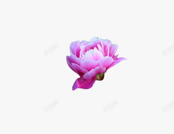 花11png免抠素材_新图网 https://ixintu.com 一朵花 紫色花 花卉 花朵 花瓣