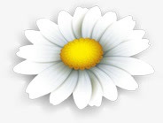 手绘白色花朵黄蕊png免抠素材_新图网 https://ixintu.com 白色 花朵
