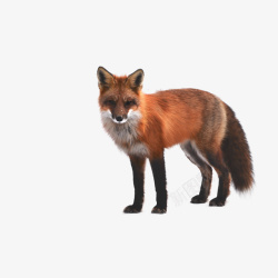 狐狸动物素材
