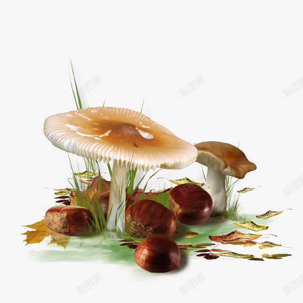 蘑菇png免抠素材_新图网 https://ixintu.com 丰收 果实 田园 田园风 秋收 蘑菇 装饰