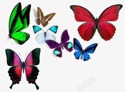 大部分各种各样的蝴蝶高清图片
