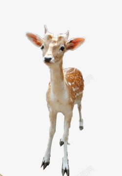 斑点鹿驯鹿高清图片