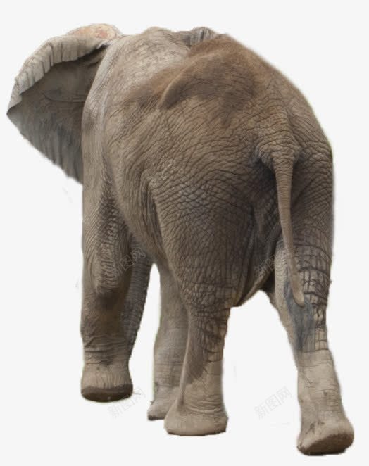 转身离去的非洲象png免抠素材_新图网 https://ixintu.com 动物素材 沾着泥土的背部 非洲象 魁梧风格