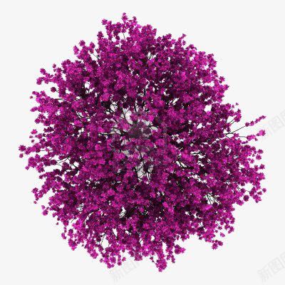 紫花png免抠素材_新图网 https://ixintu.com 实物拍摄 紫色 花卉
