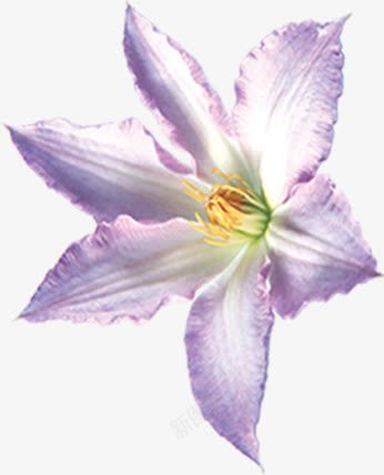 海报植物紫色花朵png免抠素材_新图网 https://ixintu.com 植物 海报 紫色 花朵