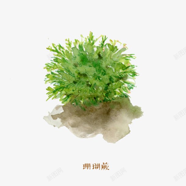 成团的珊瑚蕨png免抠素材_新图网 https://ixintu.com 成团 手绘 珊瑚蕨 蕨类