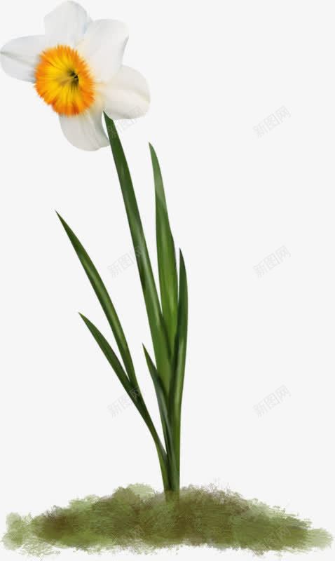 手绘水仙花png图片免费下载 素材0sjueeeue 新图网 手绘水仙花png图片免费下载 素材0sjueeeue 新图网