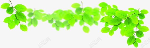 绿色嫩绿树叶装饰png免抠素材_新图网 https://ixintu.com 嫩绿 树叶 绿色 装饰