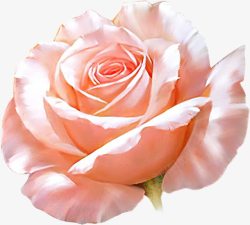 粉色玫瑰爱之花素材