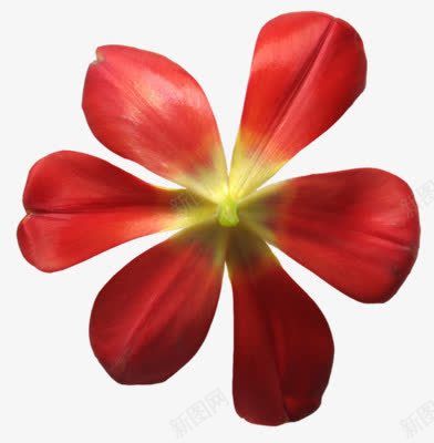 红色花朵六个花瓣png免抠素材_新图网 https://ixintu.com 六个 红色 花朵 花瓣