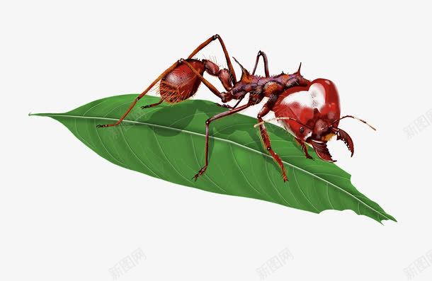 红蚂蚁和叶子png免抠素材_新图网 https://ixintu.com 叶子 红蚂蚁 绿叶