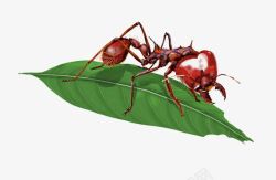 红蚂蚁红蚂蚁和叶子高清图片