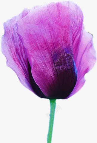紫色海报卡通花朵png免抠素材_新图网 https://ixintu.com 卡通 海报 紫色 花朵 设计