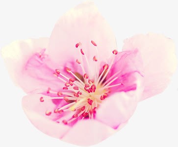 清新粉白色春天花朵png免抠素材_新图网 https://ixintu.com 春天 清新 粉白色 花朵